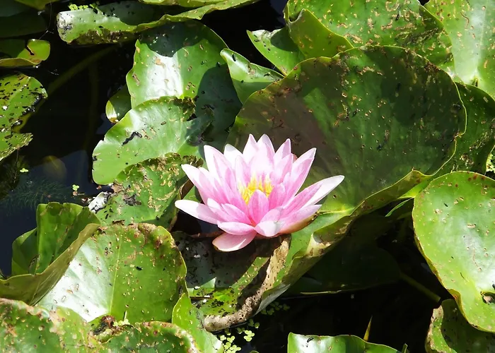 Sable D'o -vlak Aan De Zee- 5* Oostende