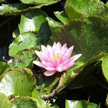 Sable D'o -vlak Aan De Zee- 5* Остенде